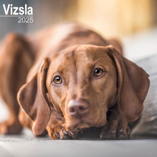 Picture of Vizsla Wall Calendar 2025