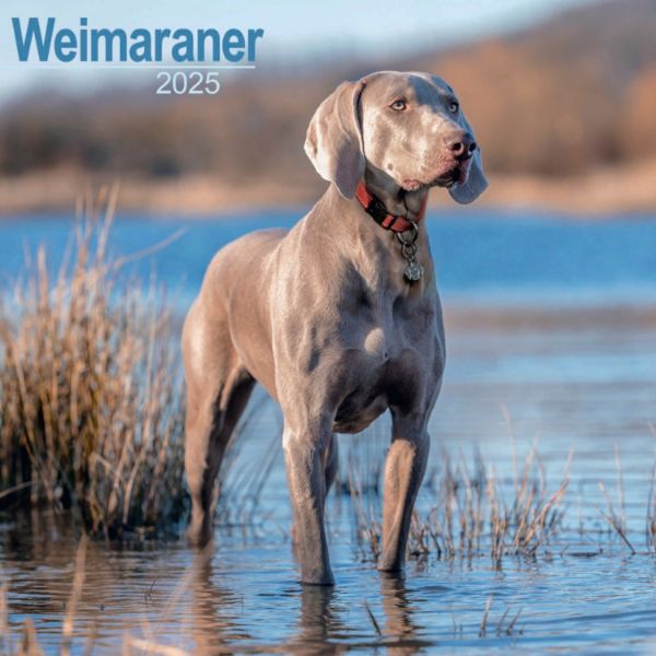 Picture of Weimaraner Wall Calendar 2025