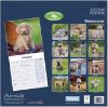 Picture of Weimaraner Wall Calendar 2025