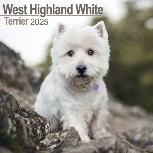 Picture of West Highland White Terrier Wall Calendar 2025