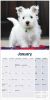 Picture of West Highland White Terrier Wall Calendar 2025