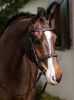 Picture of Le Mieux Stitched Hunter Bridle With Laced Reins Havana / Silver Full