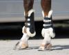 Picture of QHP Tendon Boots Ontario Navy Pony