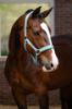 Picture of Le Mieux Logo Headcollar Lagoon