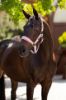 Picture of Le Mieux Versailles Headcollar Blossom