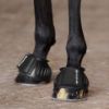 Picture of HV Polo Bellboots HVPEssential Black