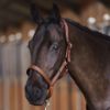 Picture of HV Polo Headcollar HVPEssential Fox