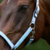 Picture of HV Polo Headcollar HVPNena Sea