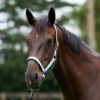 Picture of HV Polo Headcollar HVPNena Sea