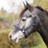 Picture of Hy Equestrian Elevate Allure Head Collar & Lead Rope Navy / Gun Metal Grey